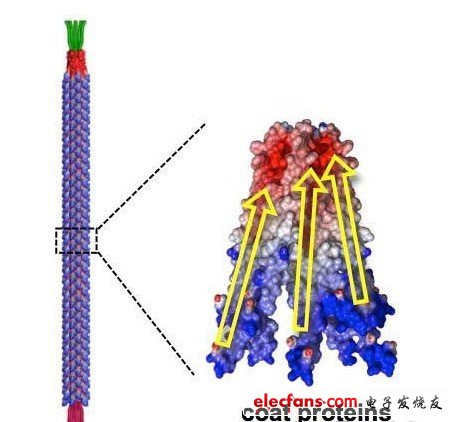 M13噬菌體的形狀。制成了長880nm，直徑為6.6nm的棒狀。構成外膜部分的2700個蛋白質各呈螺旋狀，在外力作用下產生變形時就會極化