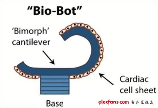 科學(xué)家正在研制有心臟細(xì)胞構(gòu)成的“生物機(jī)器人”