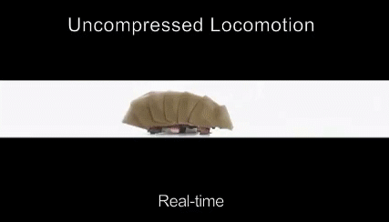 研究人員借鑒蟑螂靈活的外骨骼結(jié)構(gòu)，制造出一款機(jī)器人雛形