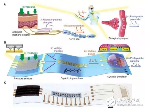 人造感覺神經(jīng)：以類似于生物神經(jīng)的方式發(fā)揮作用，實現(xiàn)“機器觸覺”的一大進步